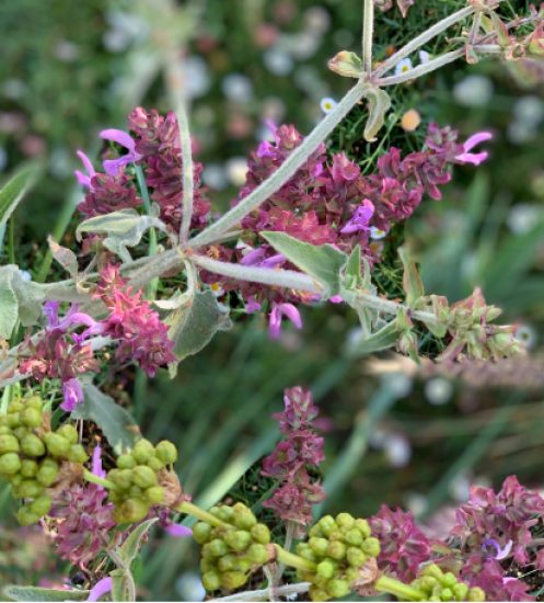Flora